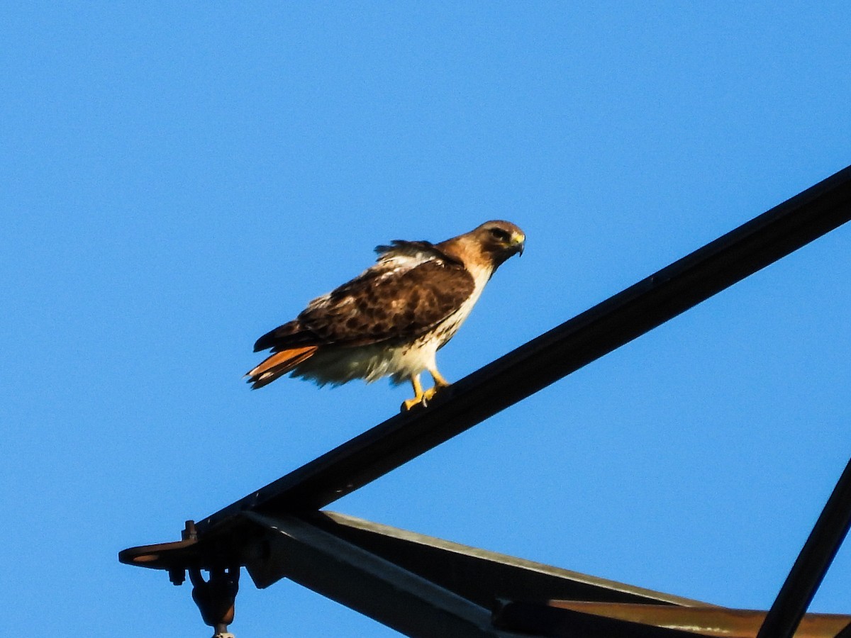 Red-tailed Hawk - ML620889284