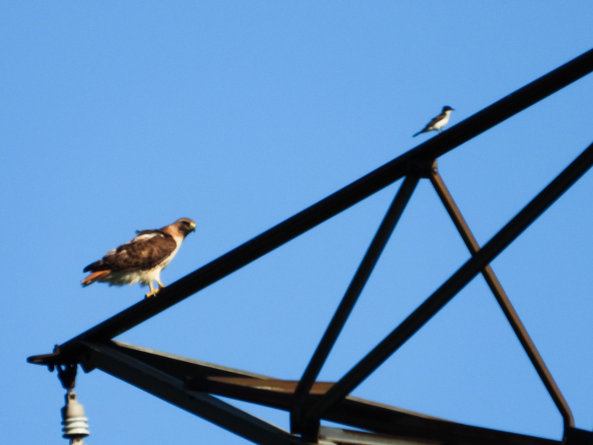 Red-tailed Hawk - ML620889285