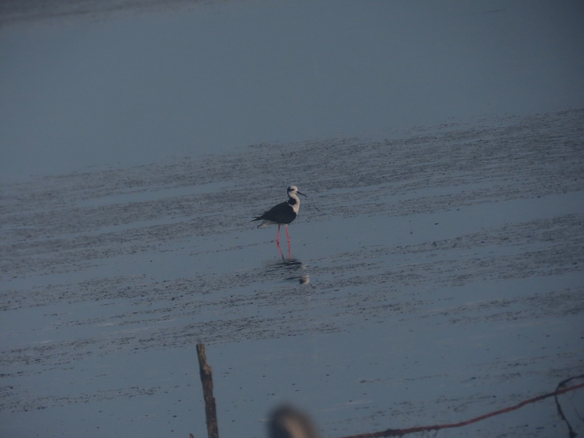 Black-necked Stilt - ML620889286