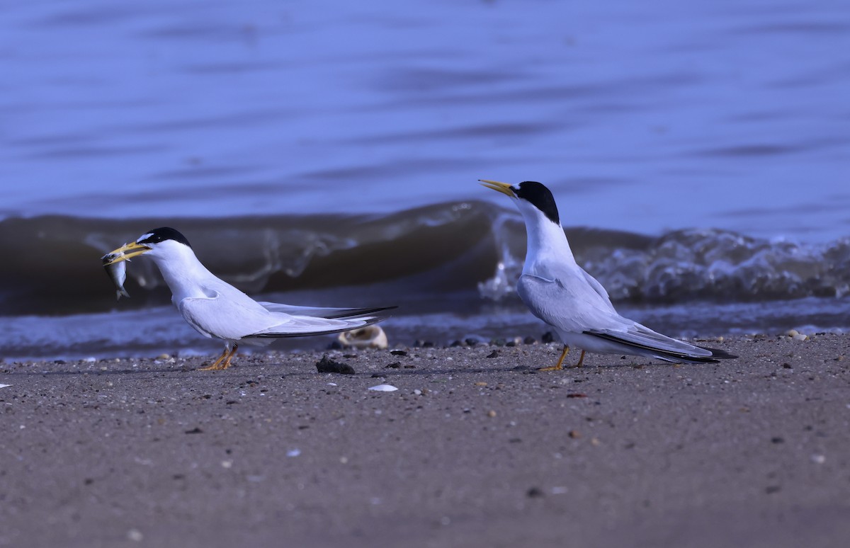 Least Tern - ML620889287