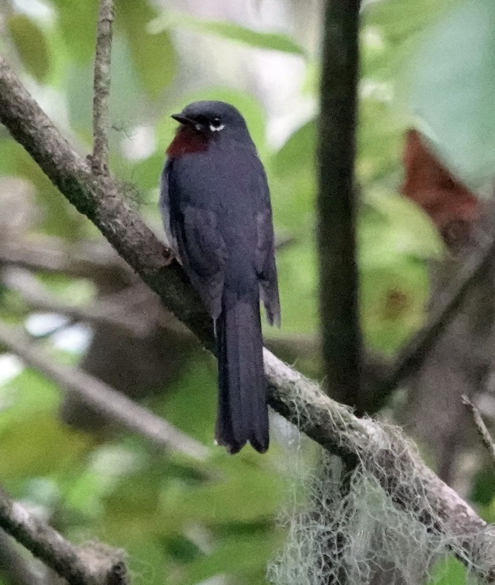 Rufous-throated Solitaire - ML620889290