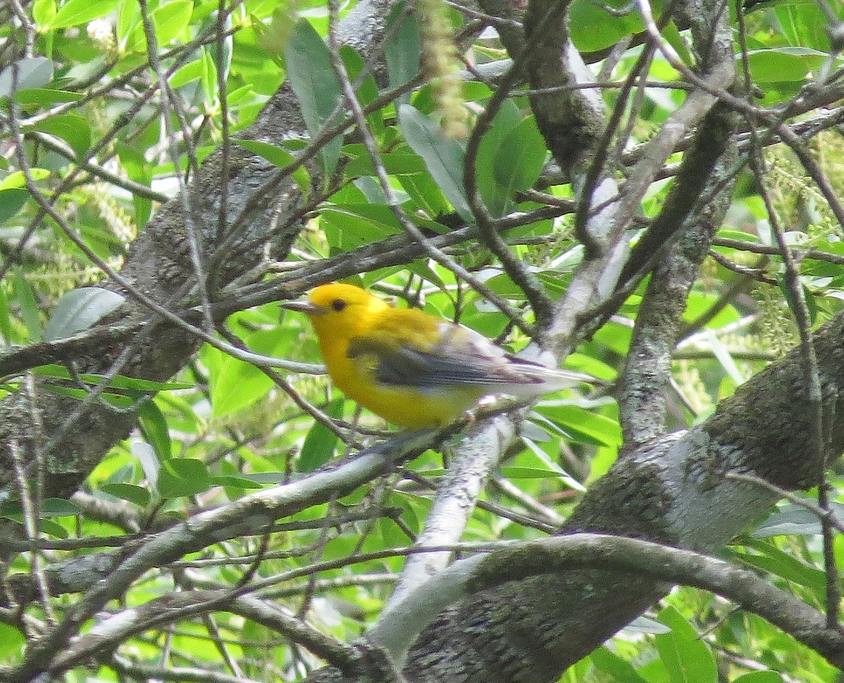 Prothonotary Warbler - ML620889291