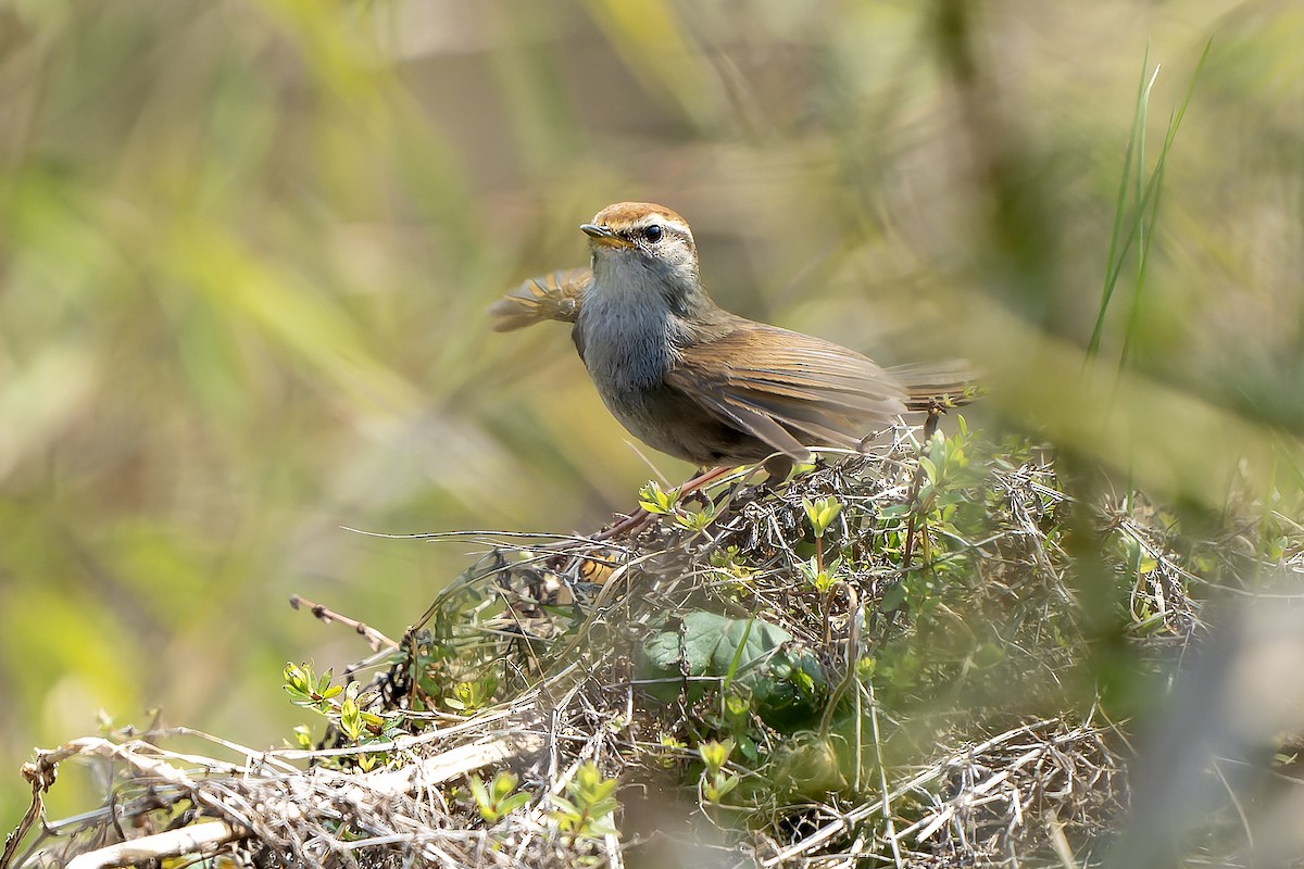 Gray-sided Bush Warbler - ML620889295