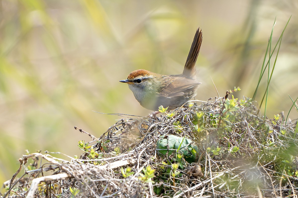 Gray-sided Bush Warbler - ML620889296