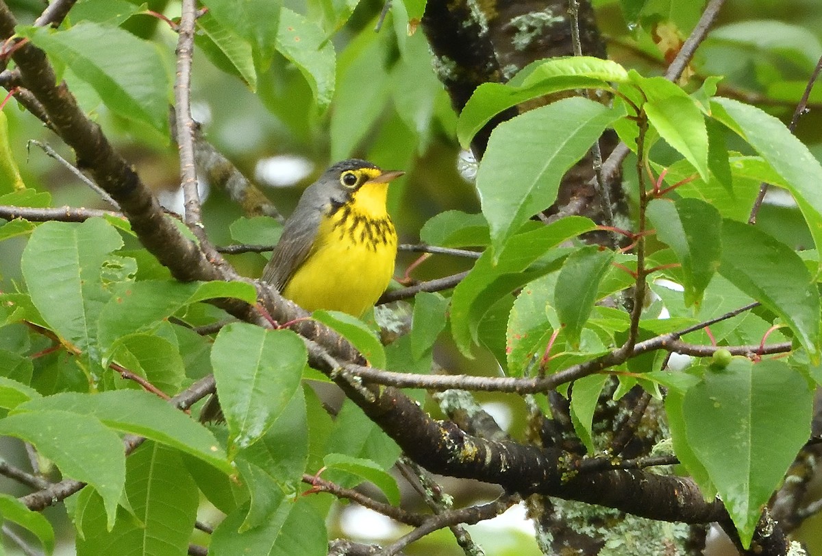 Canada Warbler - ML620889297