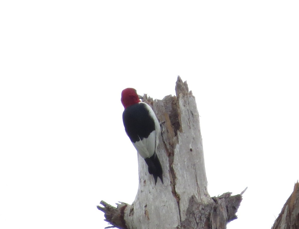 Red-headed Woodpecker - ML620889300