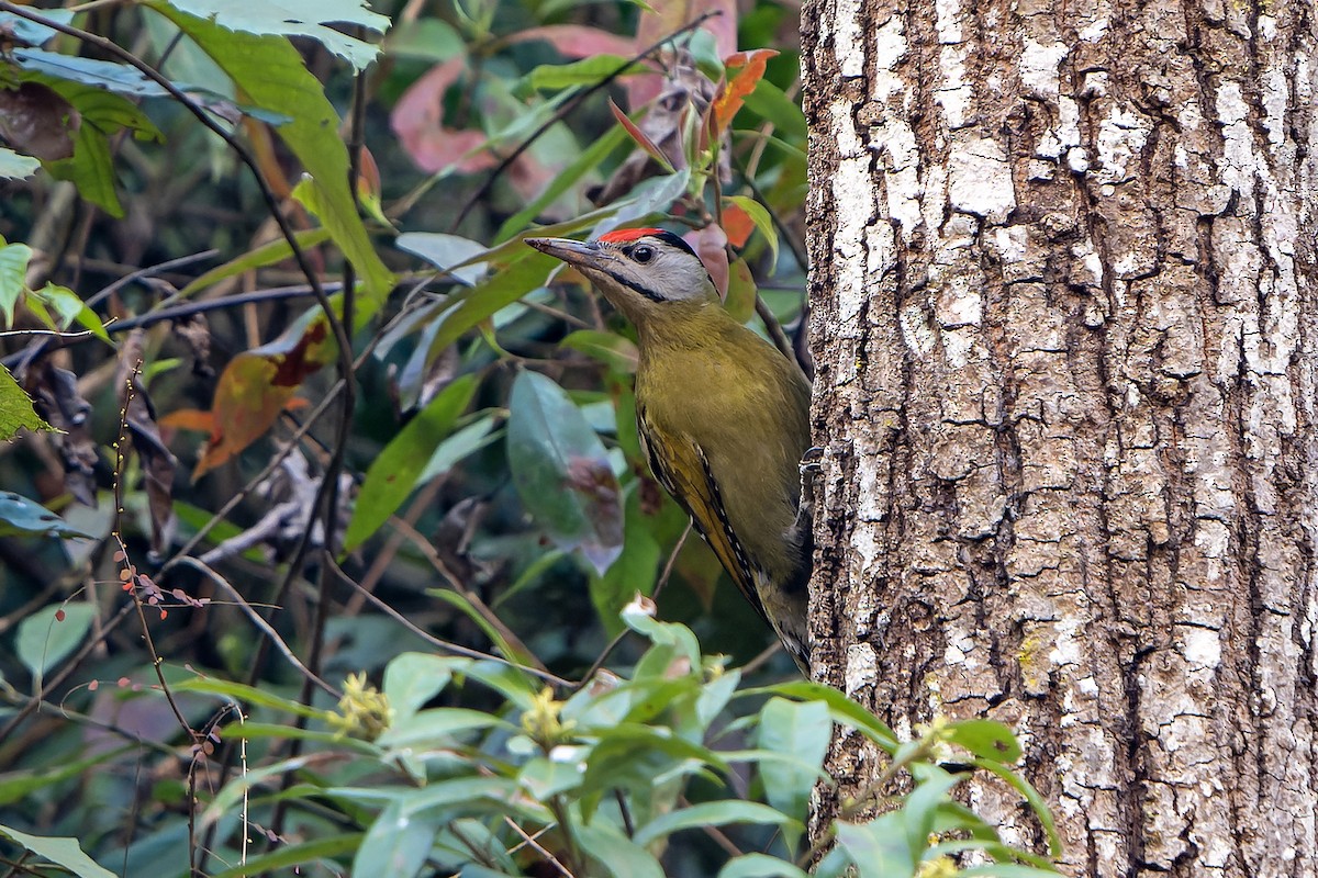 Gray-headed Woodpecker (Black-naped) - ML620889306