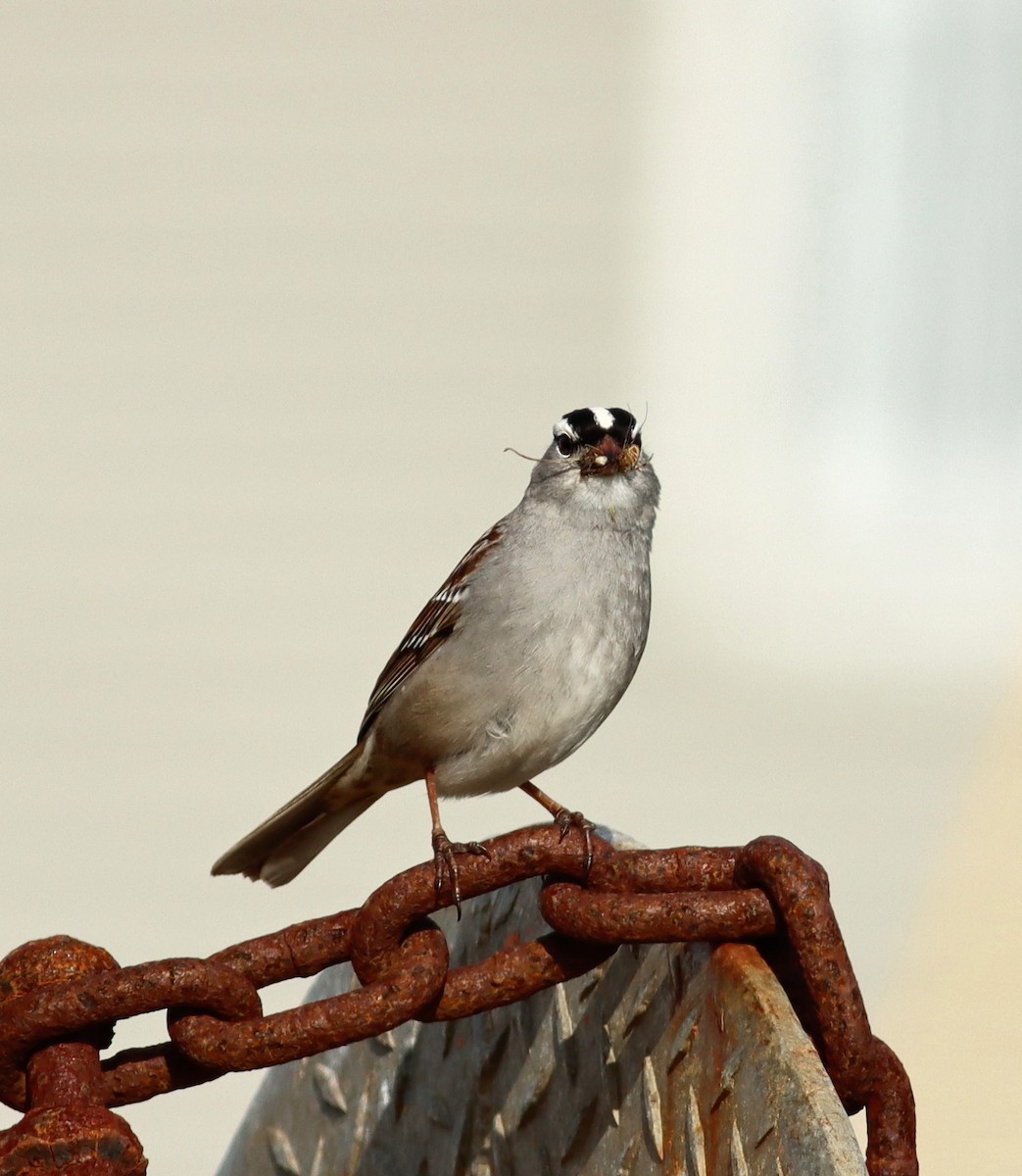 White-crowned Sparrow - ML620889307