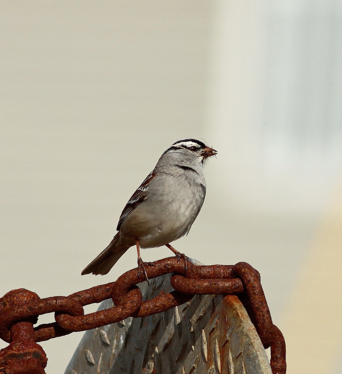 White-crowned Sparrow - ML620889315