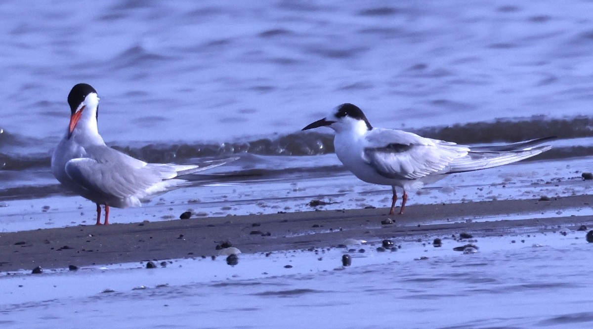 Common Tern - ML620889320