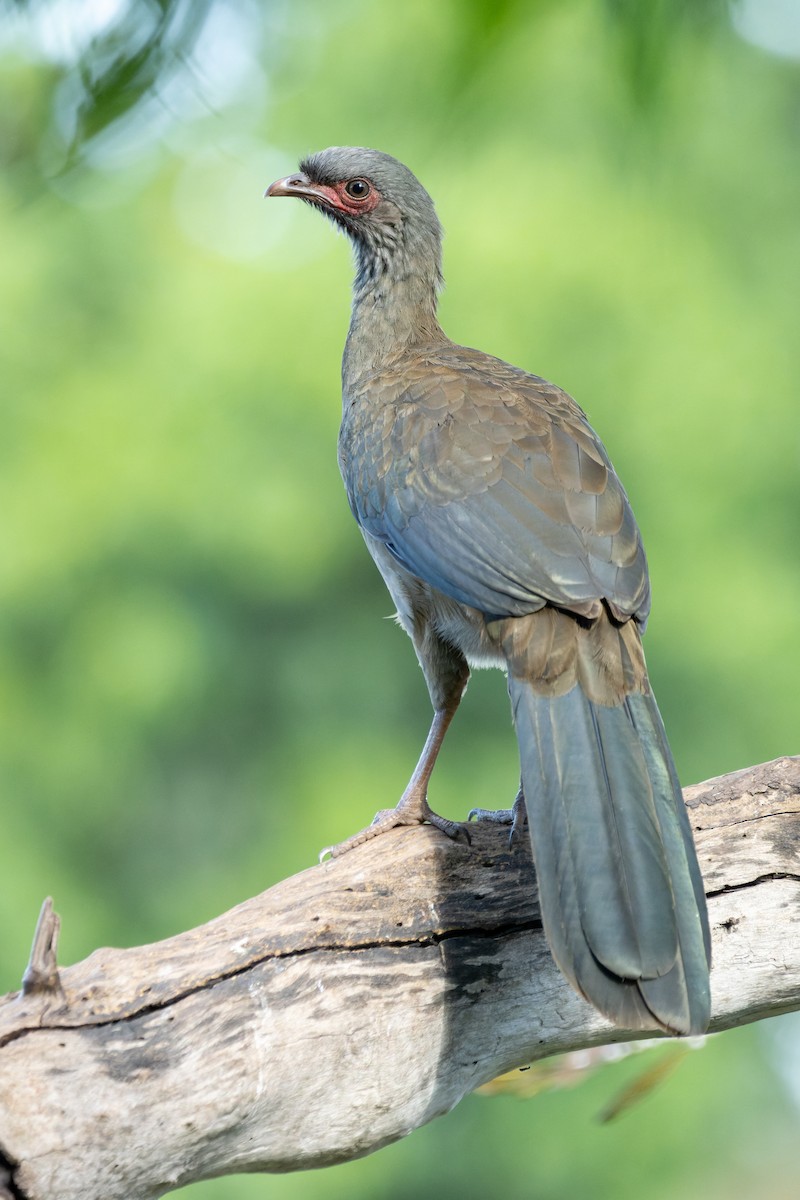 Chaco Chachalaca - ML620889321