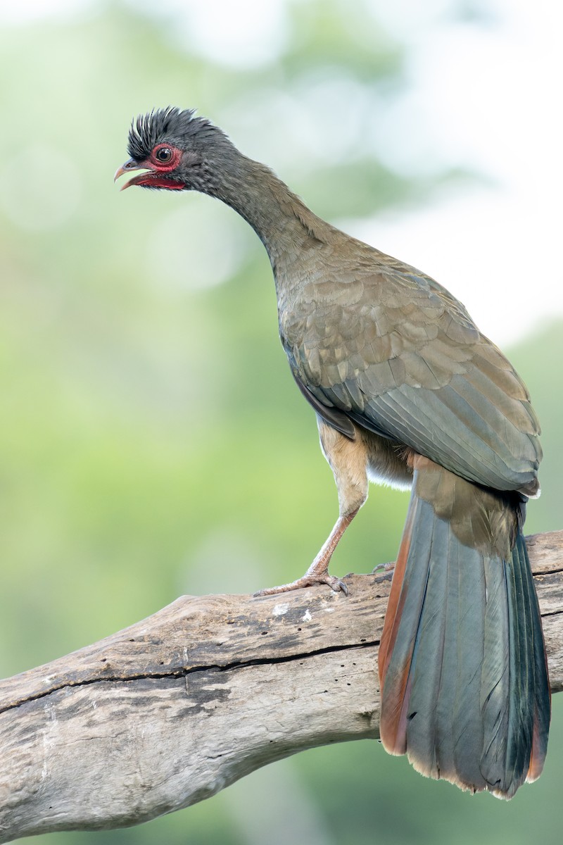 Chaco Chachalaca - ML620889323