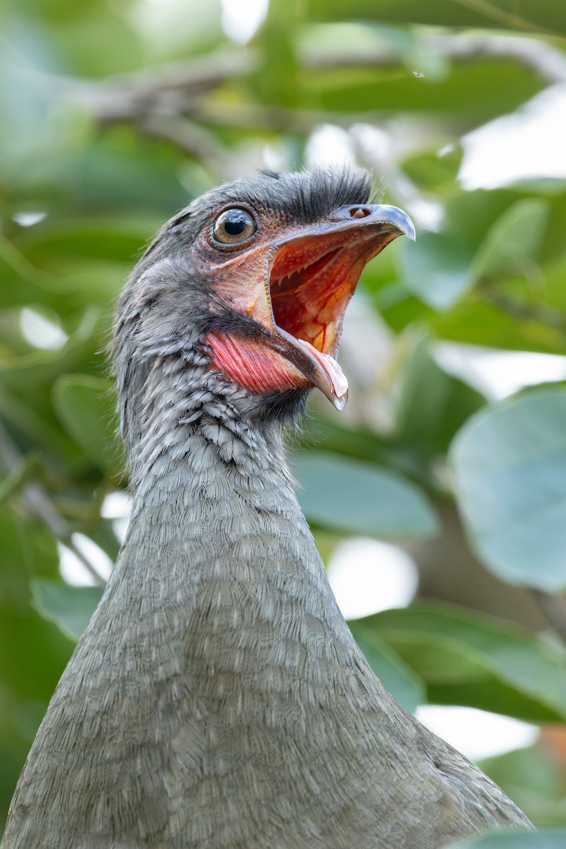 Chaco Chachalaca - ML620889324