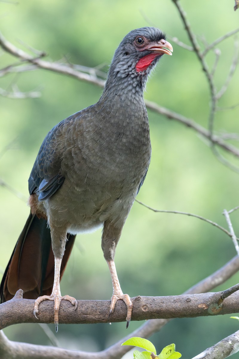 Chaco Chachalaca - Tomaz Melo