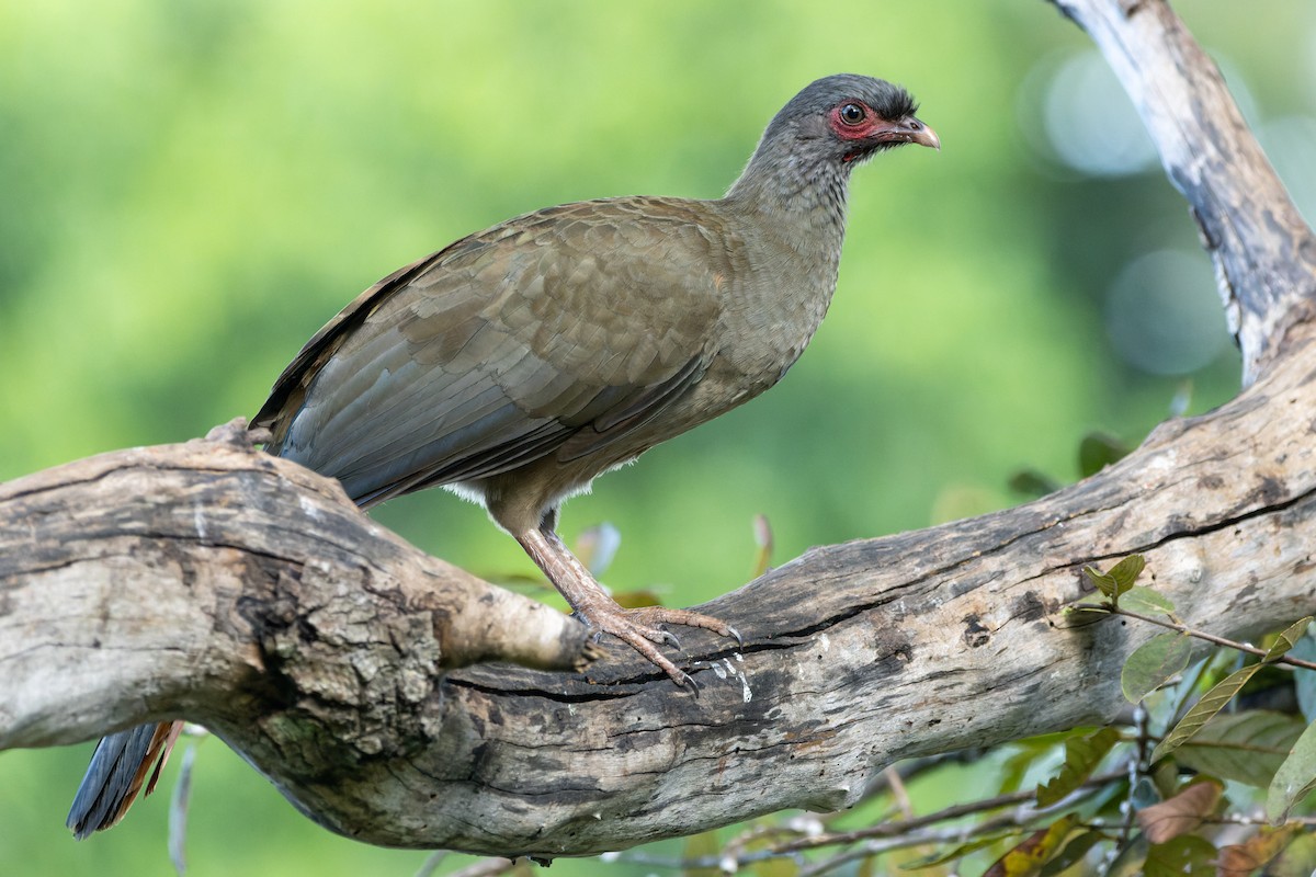 Chaco Chachalaca - ML620889326