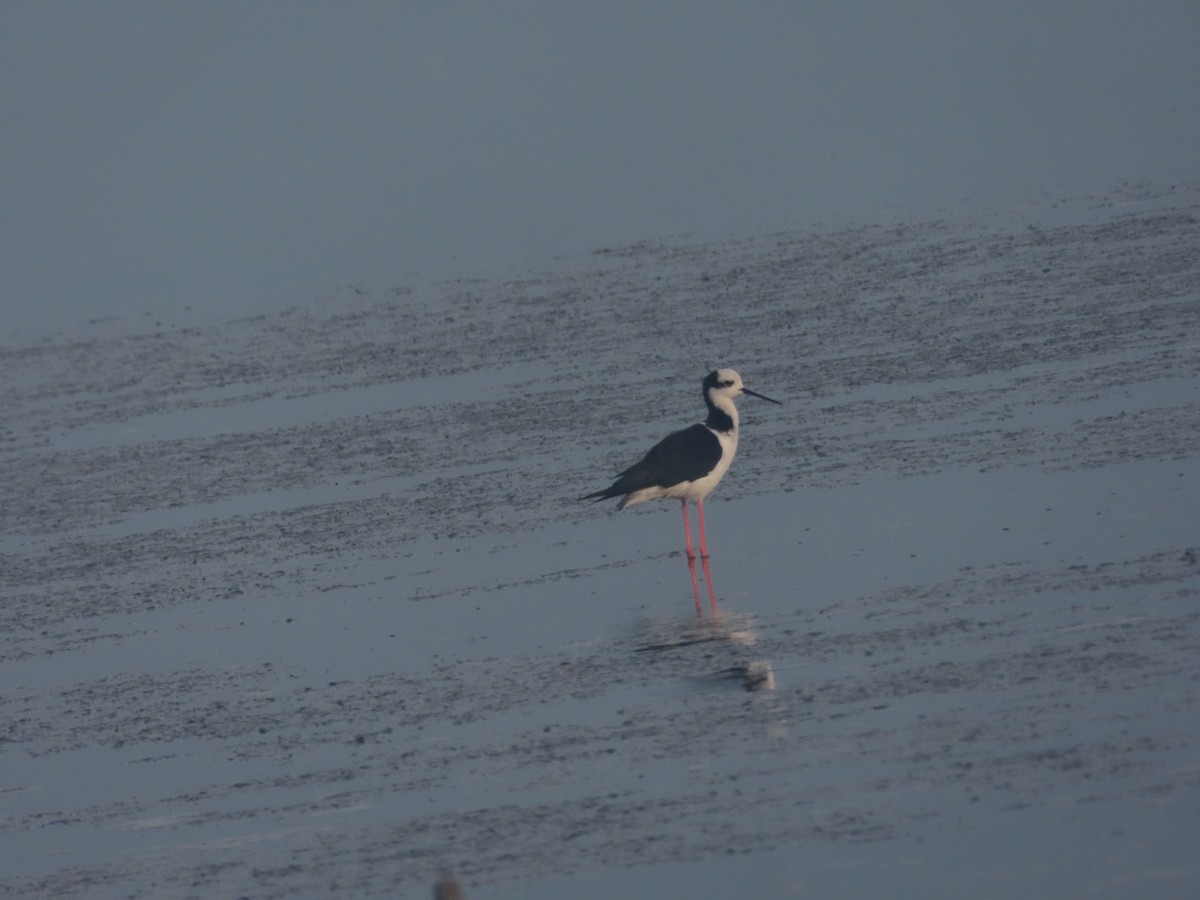 Black-necked Stilt - ML620889342