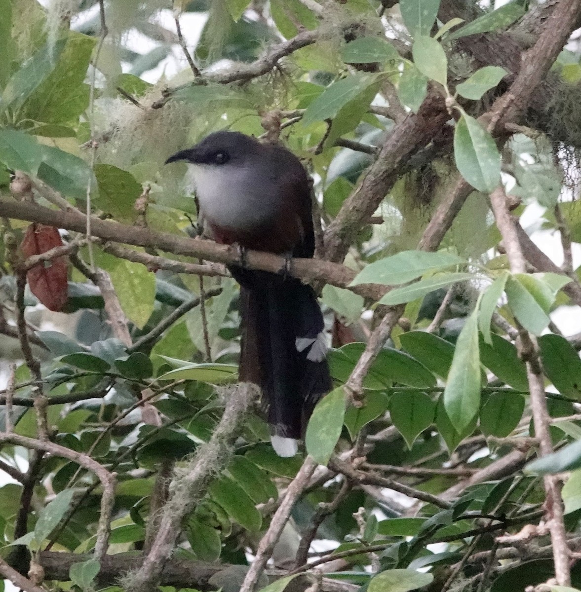 Chestnut-bellied Cuckoo - ML620889356