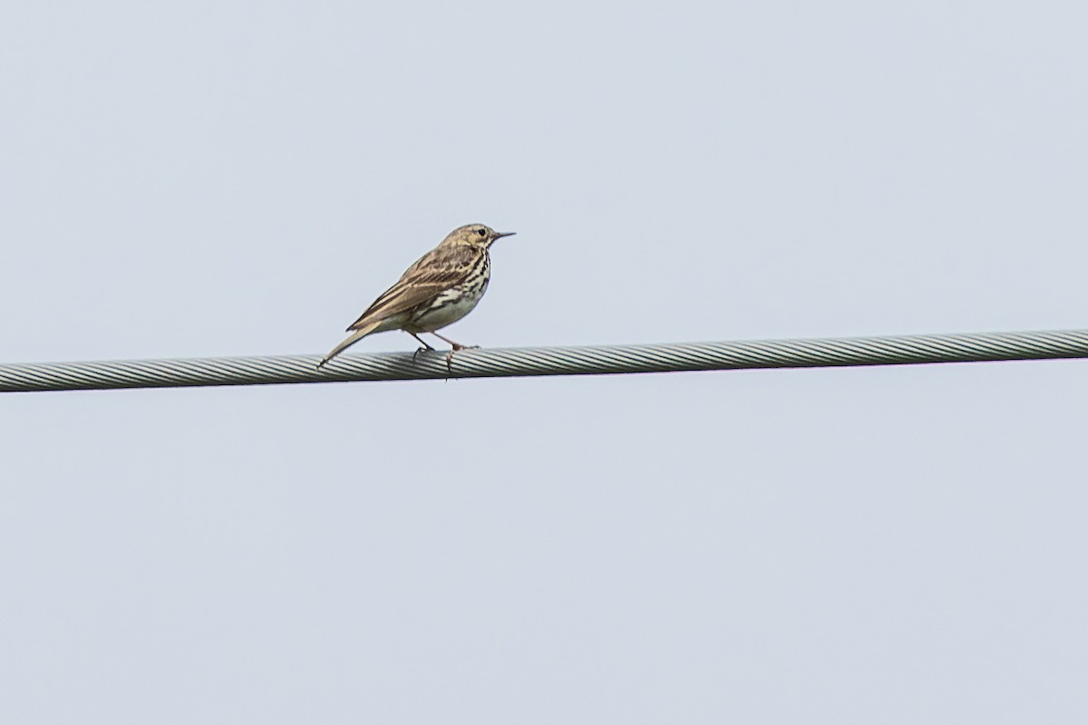 Meadow Pipit - ML620889360