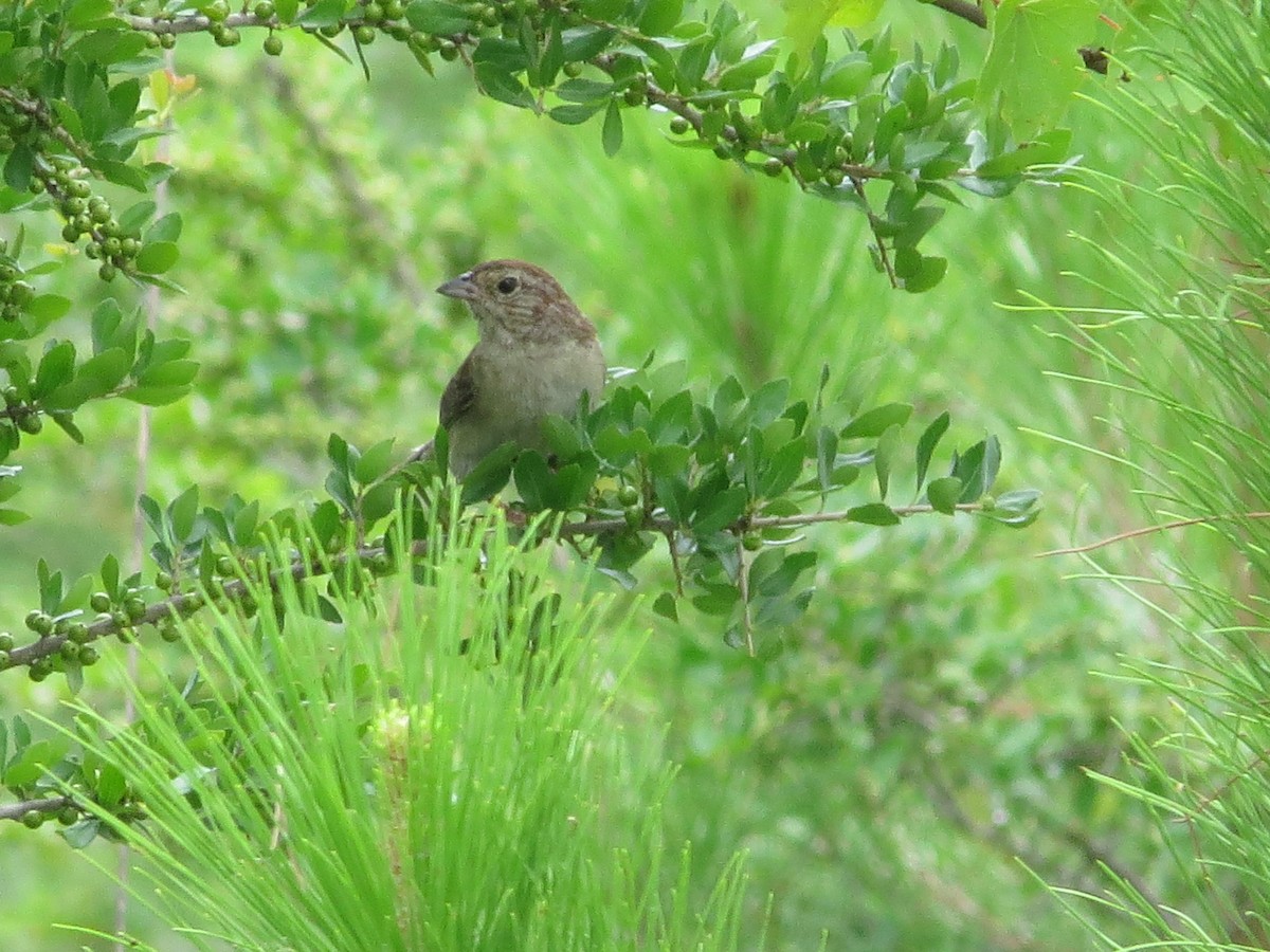 Bachman's Sparrow - ML620889361