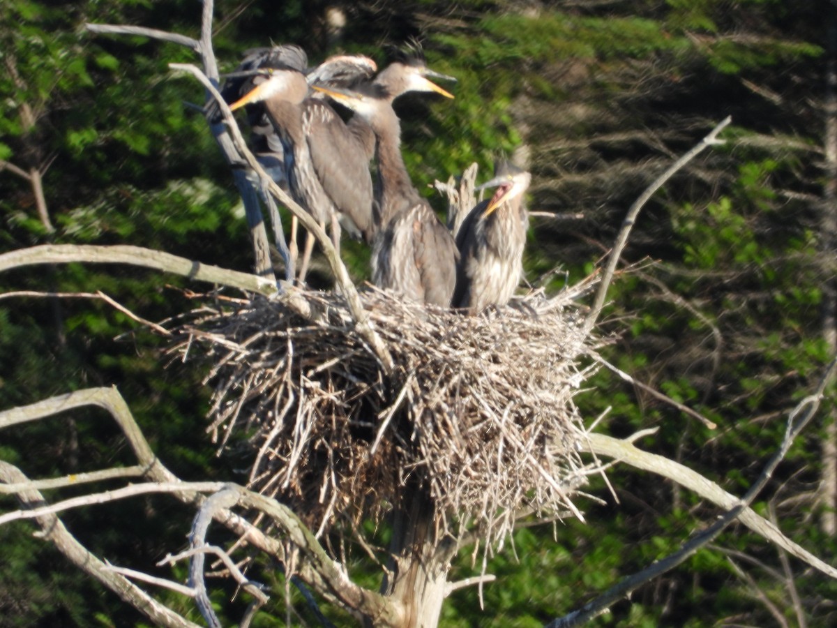 Great Blue Heron - ML620889363