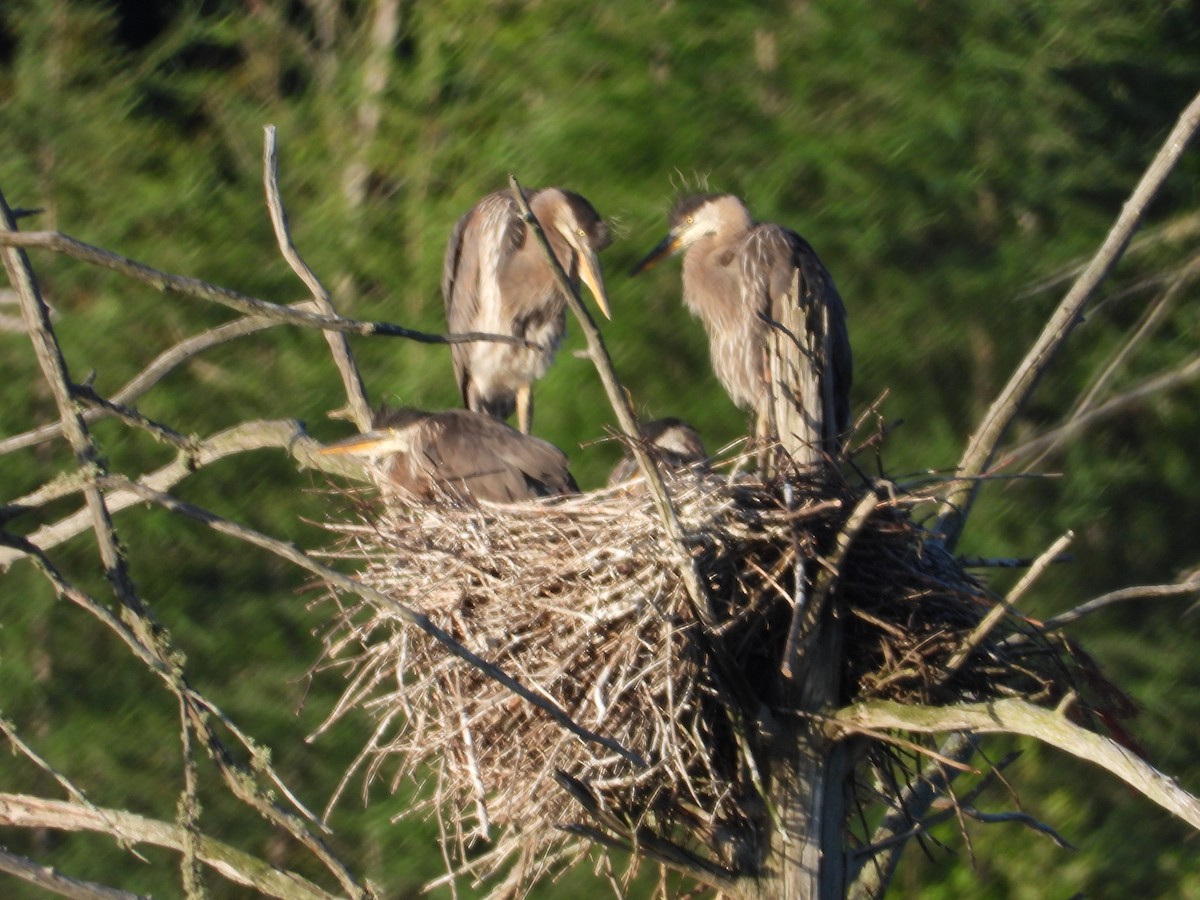 Great Blue Heron - ML620889365