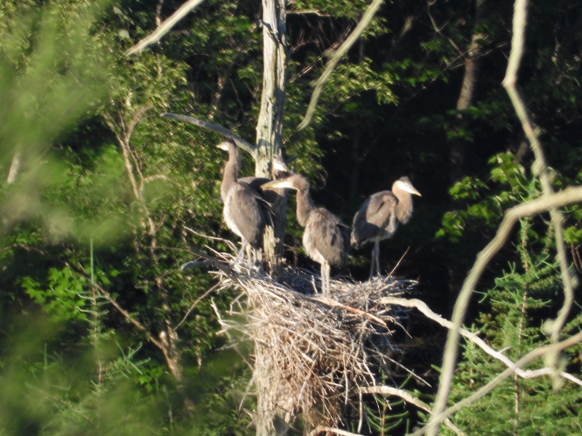 Great Blue Heron - ML620889366