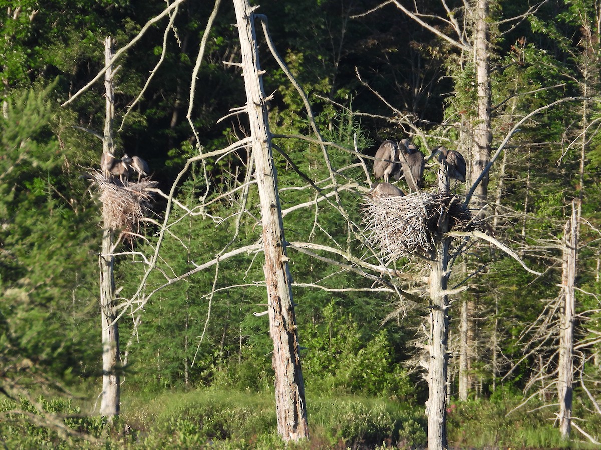 Great Blue Heron - ML620889370