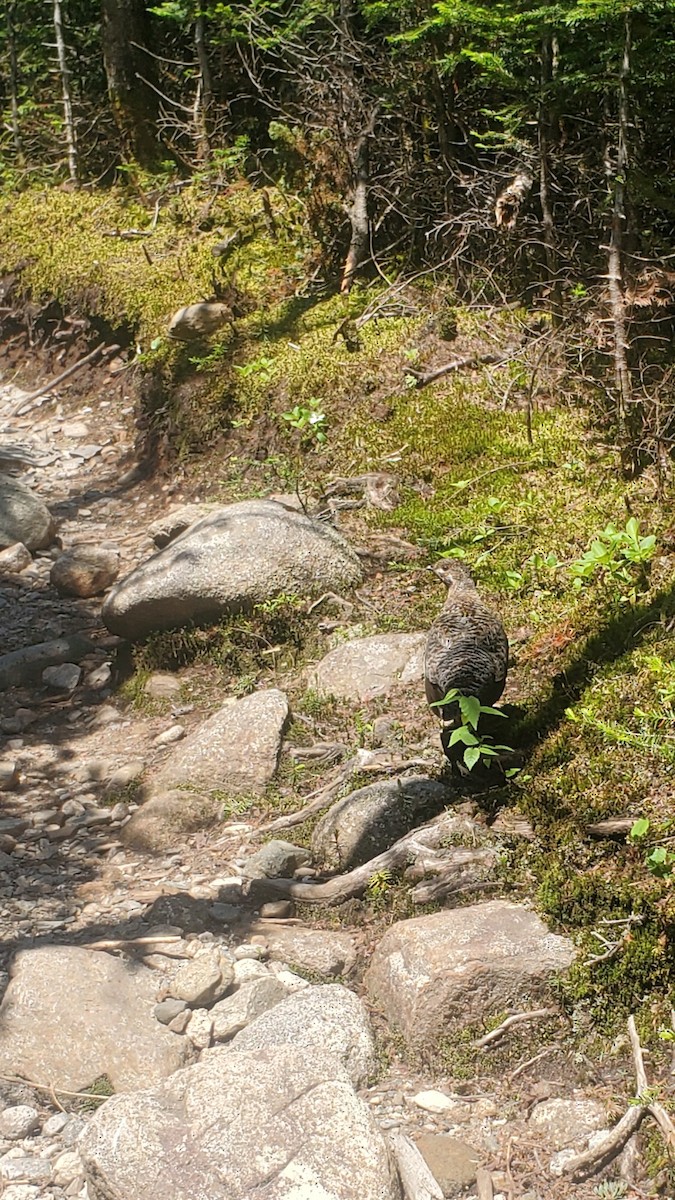 Spruce Grouse - ML620889371