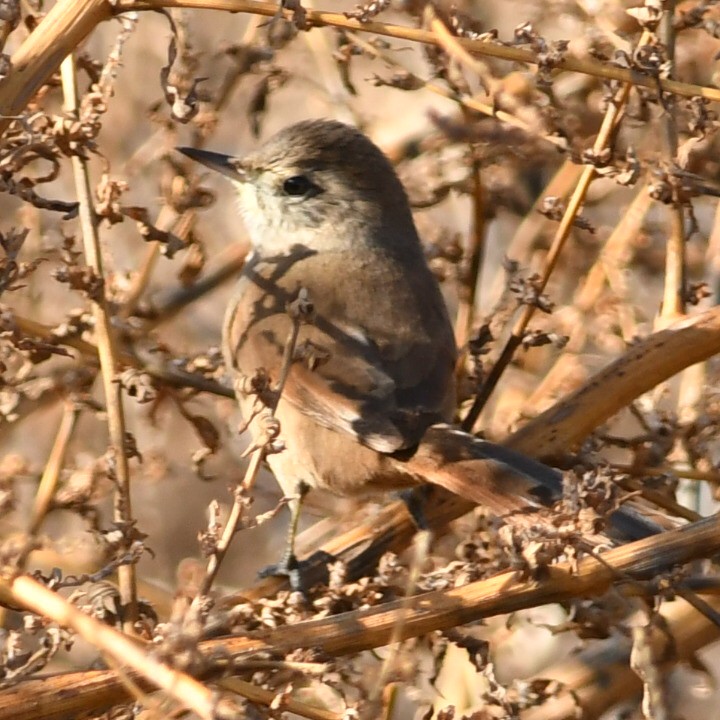 Sharp-billed Canastero - ML620889372