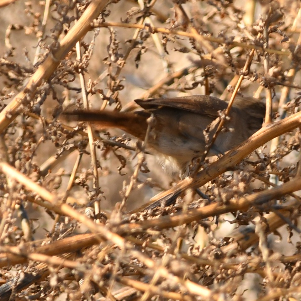 Sharp-billed Canastero - ML620889373