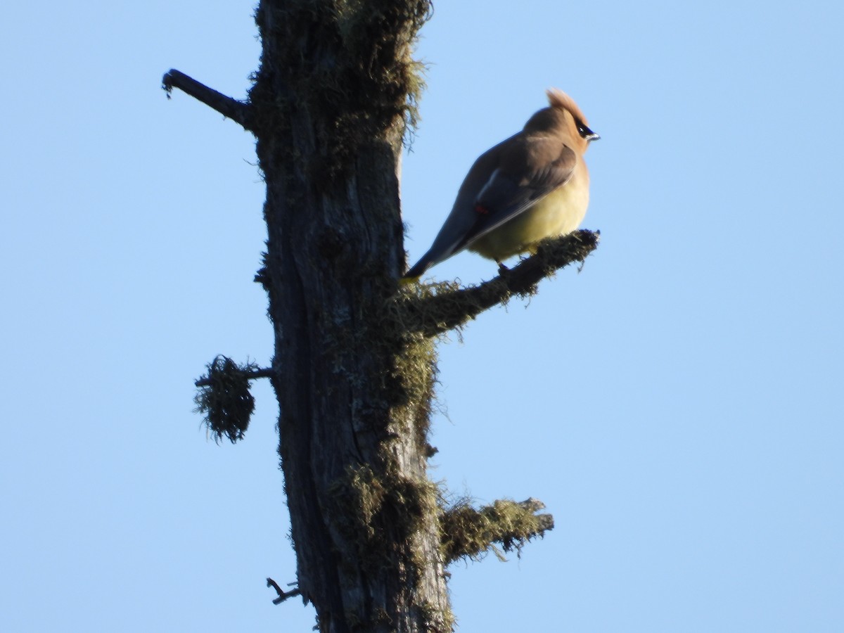 Cedar Waxwing - ML620889375