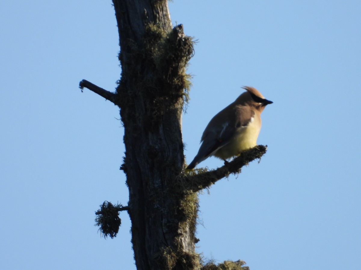 Cedar Waxwing - ML620889376