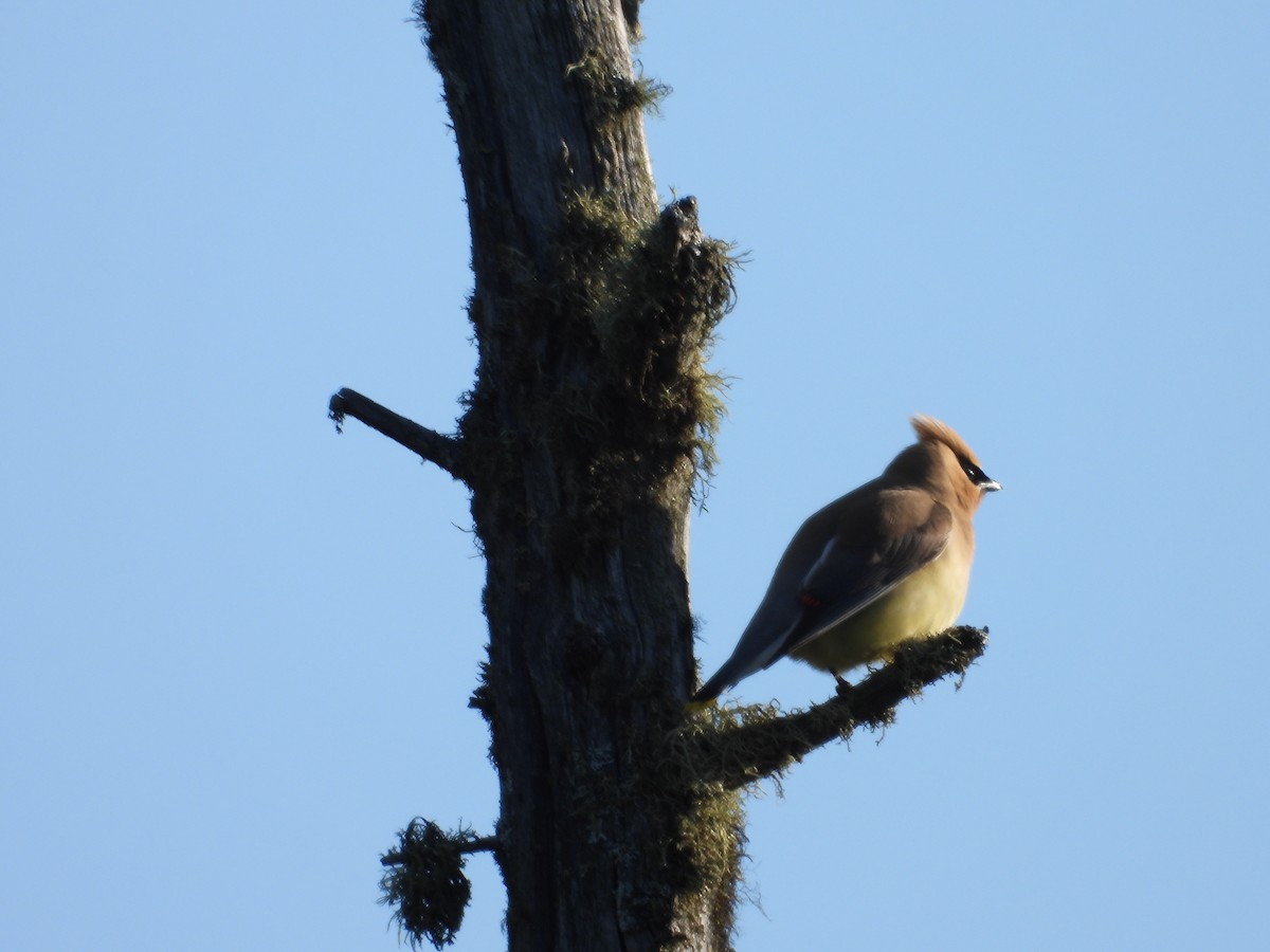 Cedar Waxwing - ML620889377