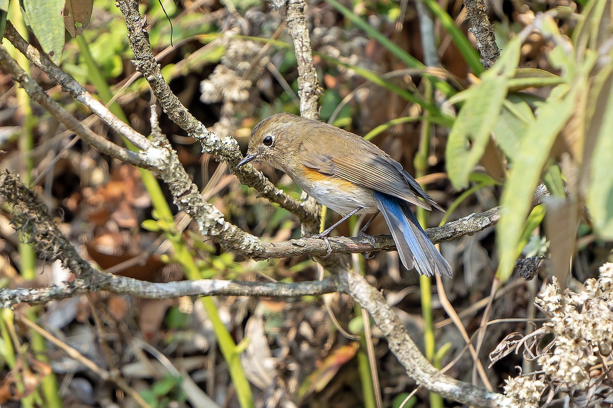 Himalayan Bluetail - ML620889378