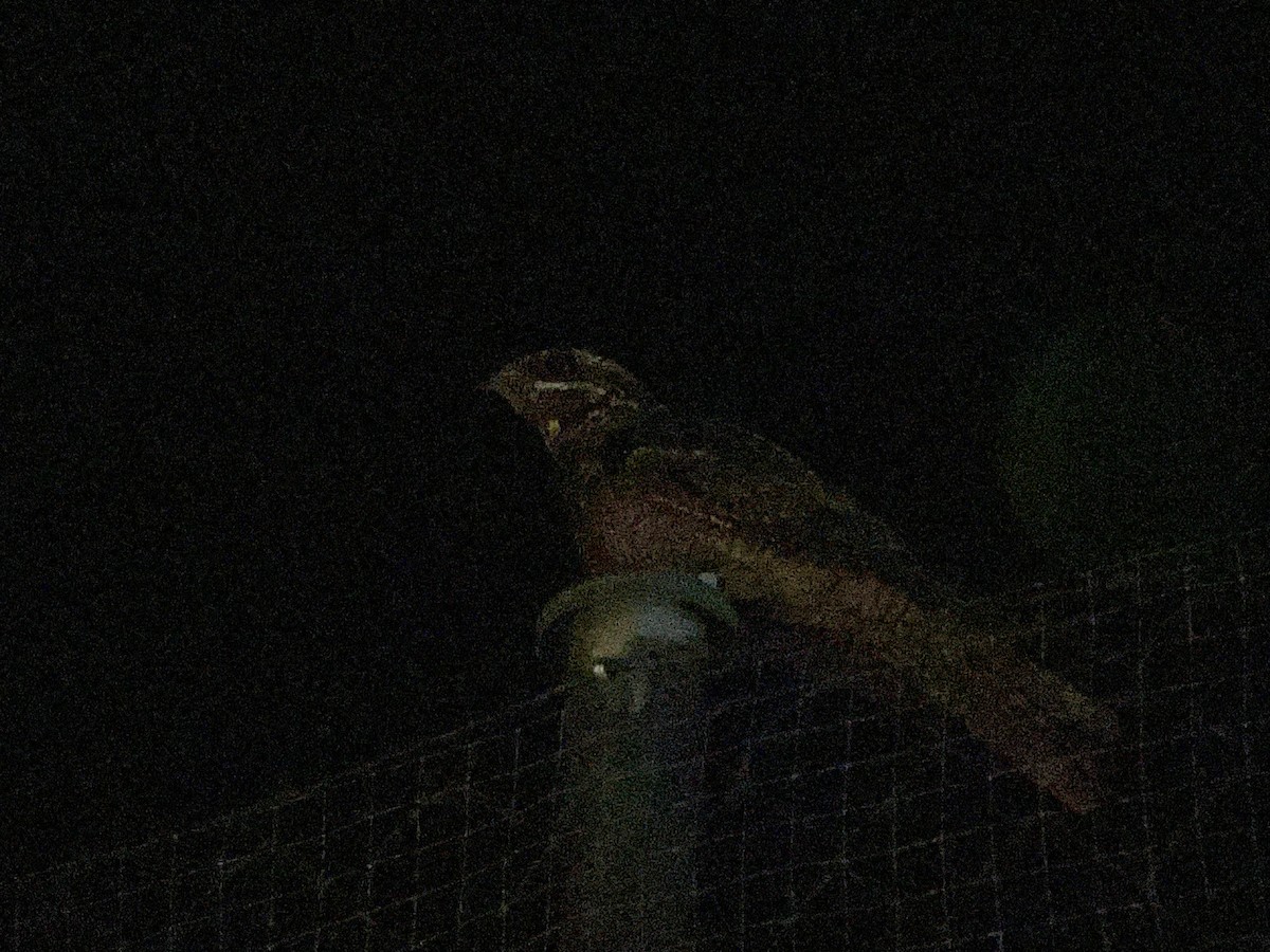 Eurasian Nightjar - ML620889380