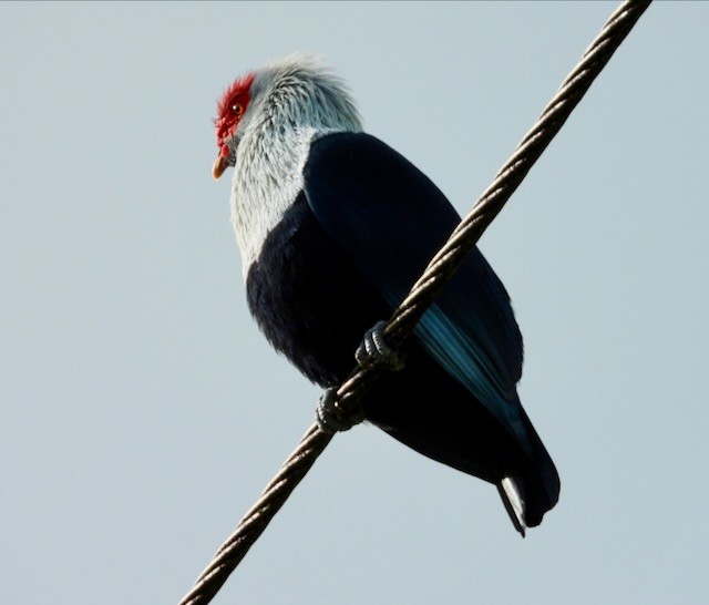 Seychelles Blue-Pigeon - ML620889381