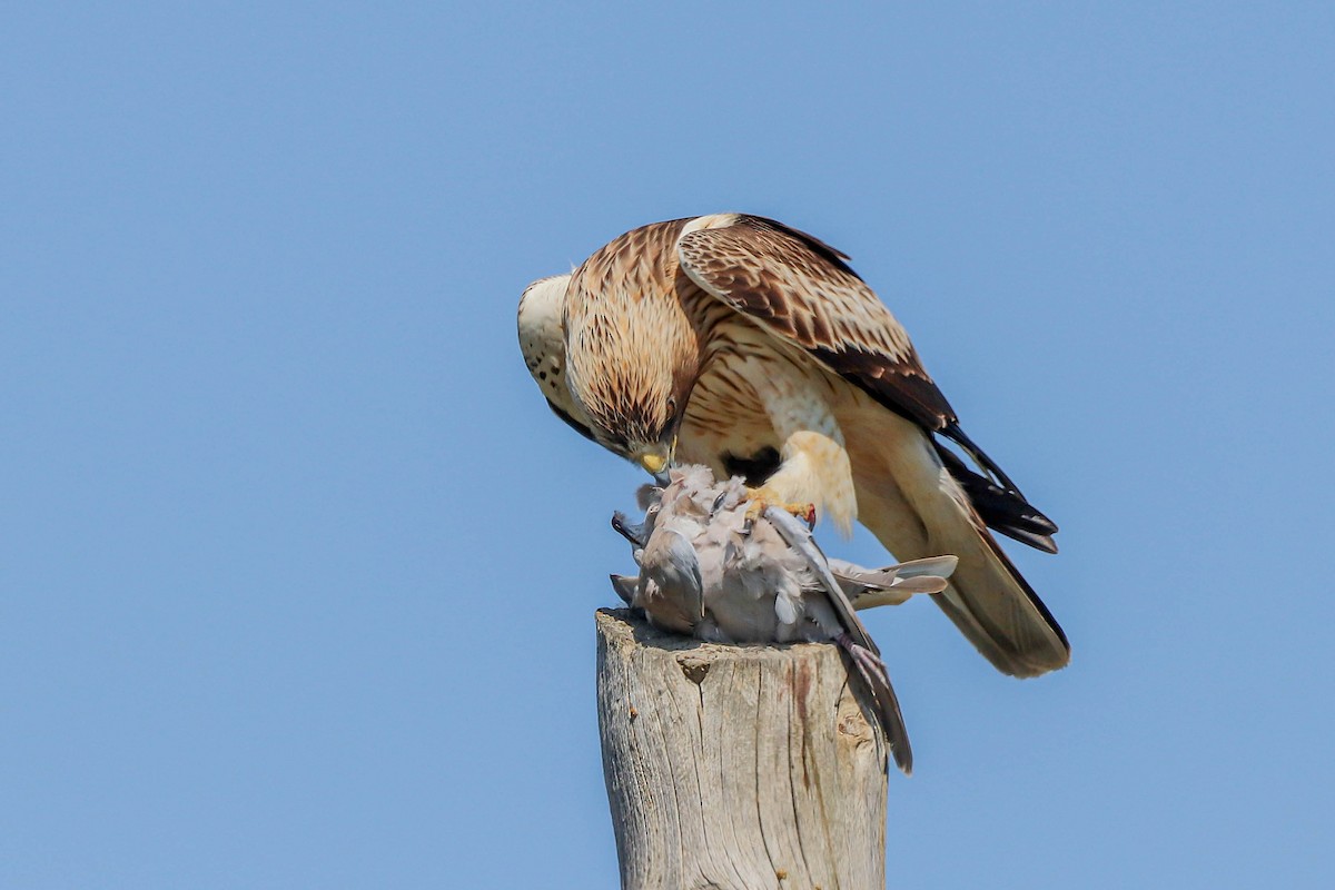 Booted Eagle - ML620889382