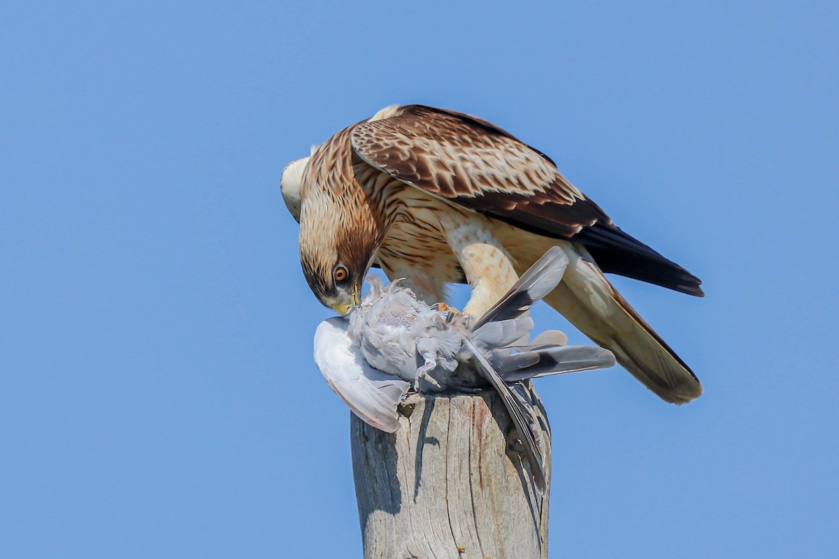 Booted Eagle - ML620889383