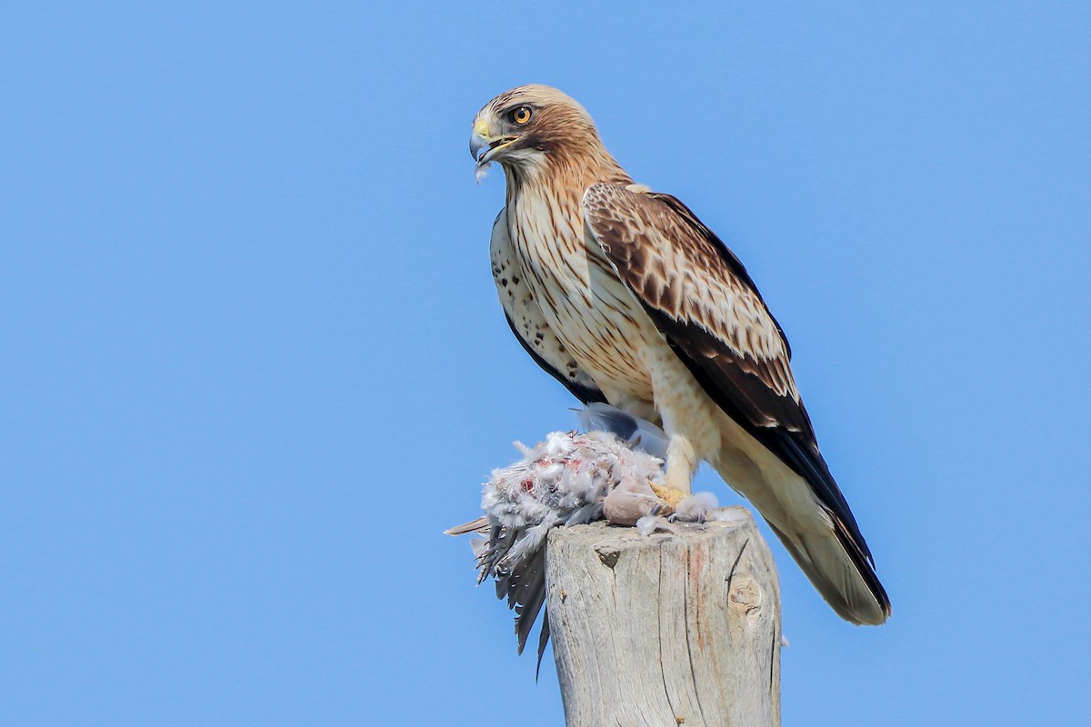 Águila Calzada - ML620889384