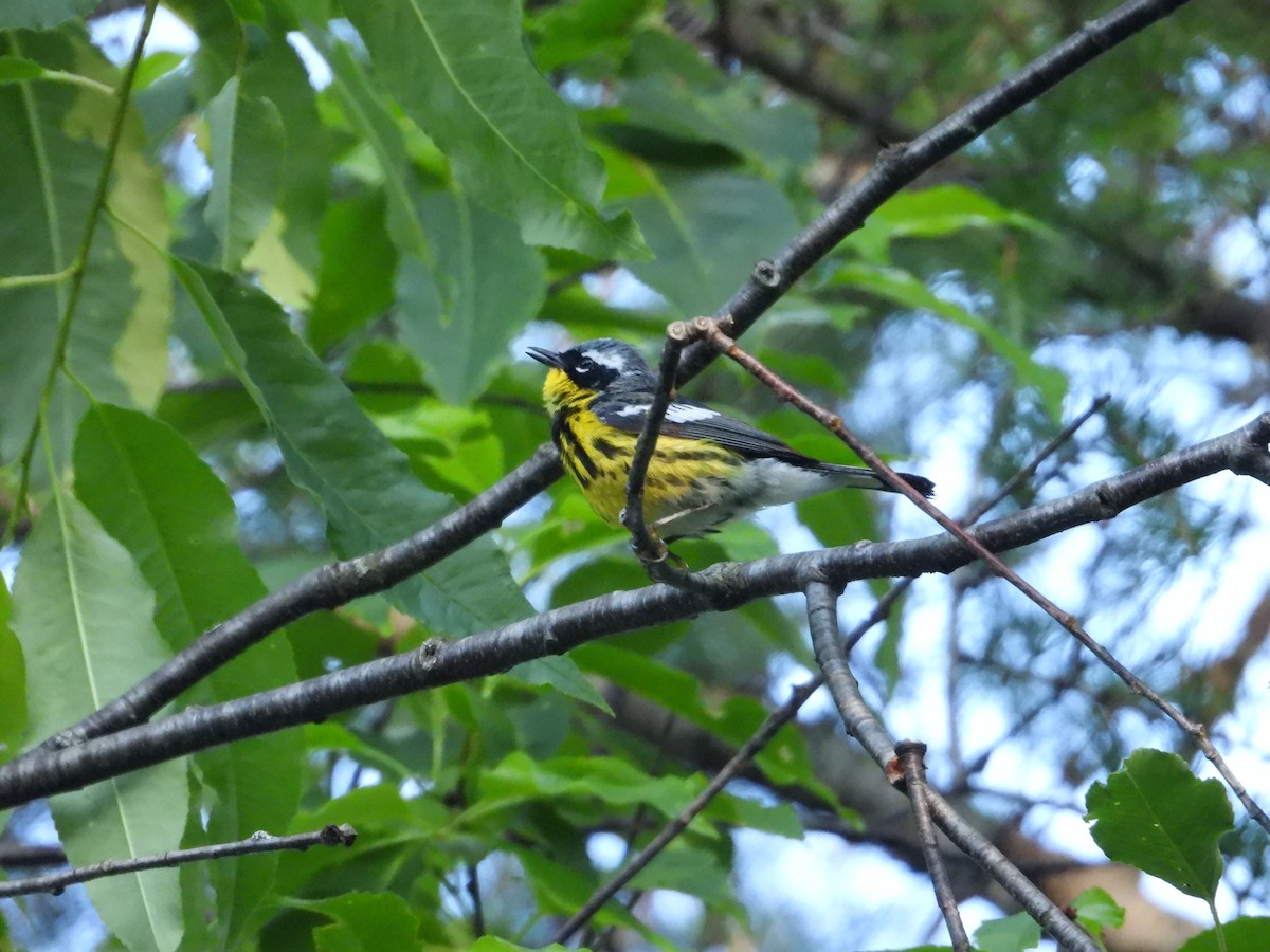 Magnolia Warbler - ML620889386