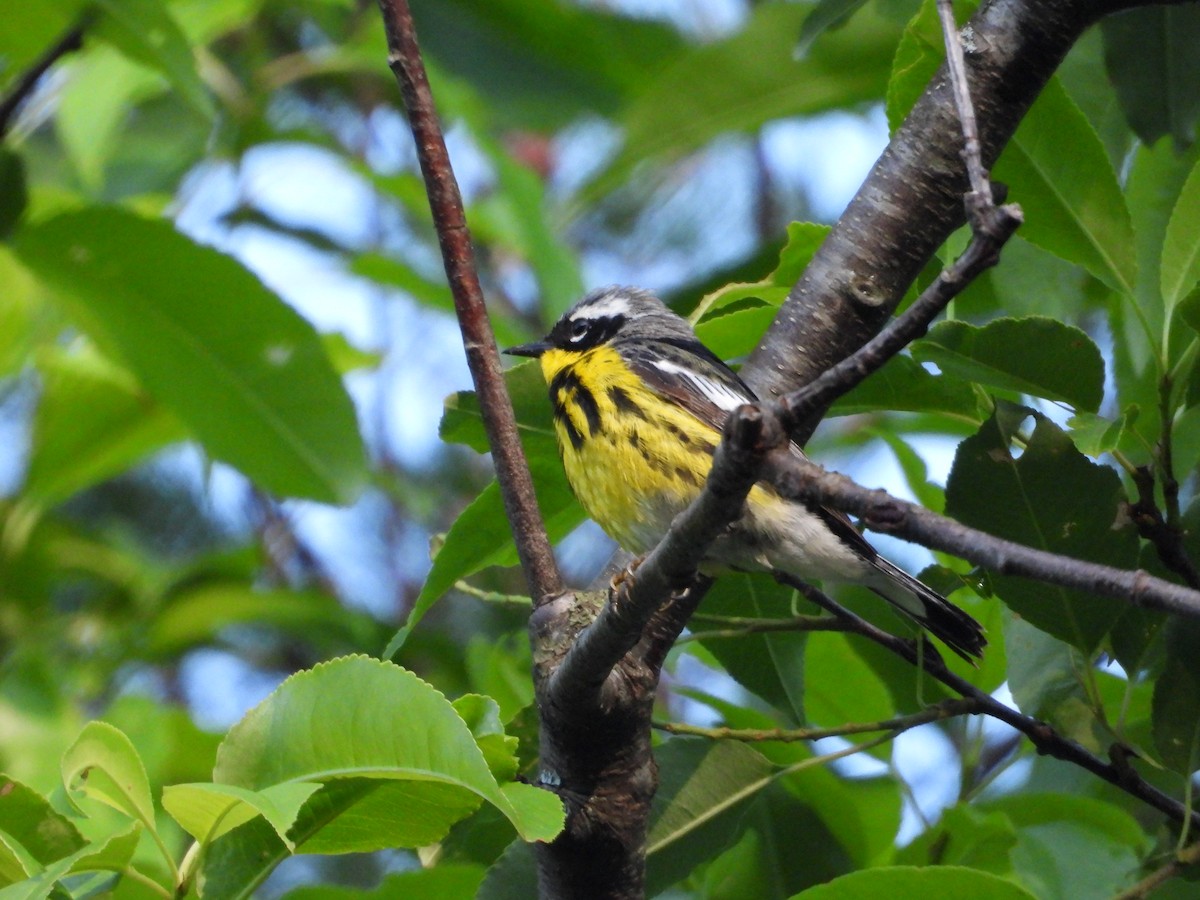 Magnolia Warbler - ML620889387