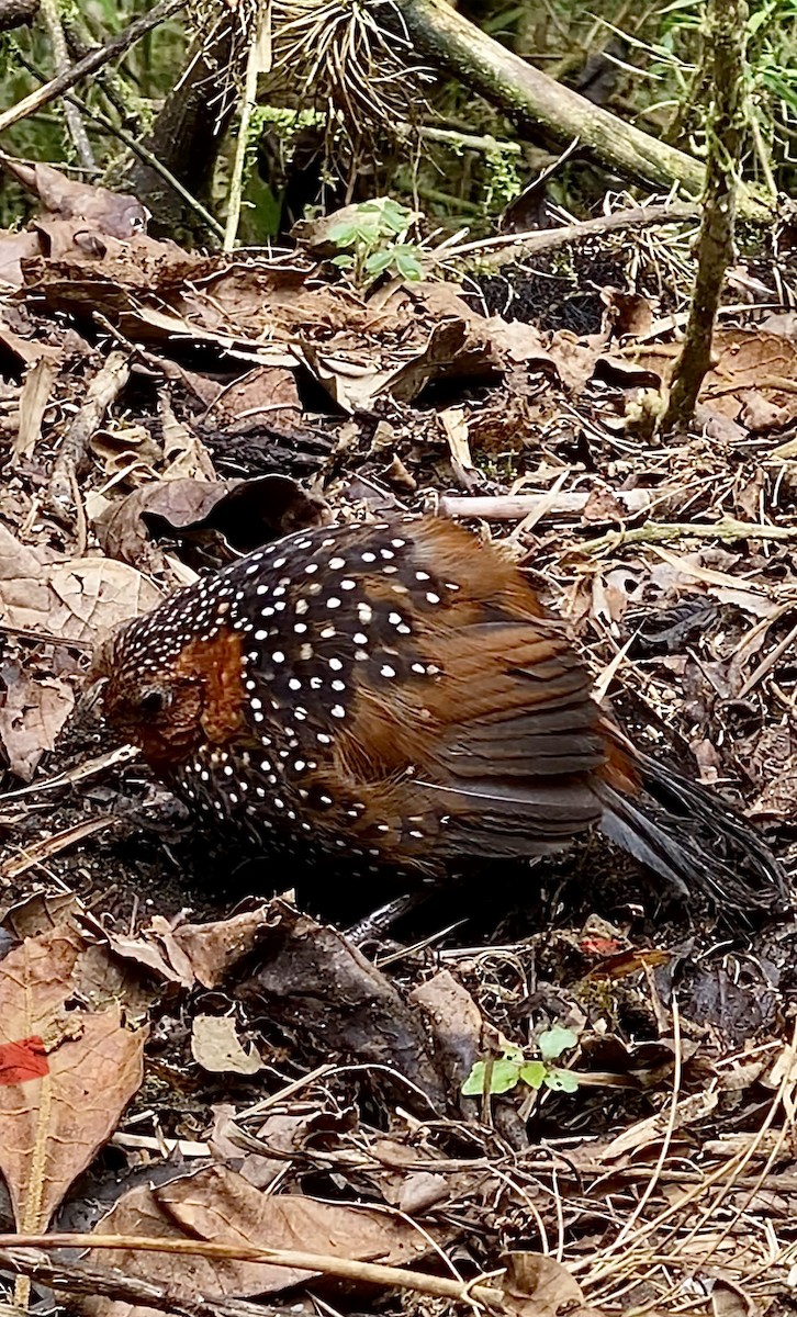 Ocellated Tapaculo - ML620889390