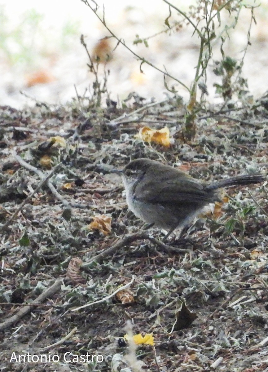 Bewick's Wren - ML620889391