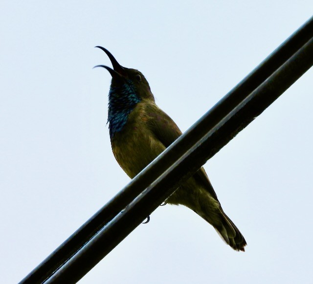 Seychelles Sunbird - ML620889393