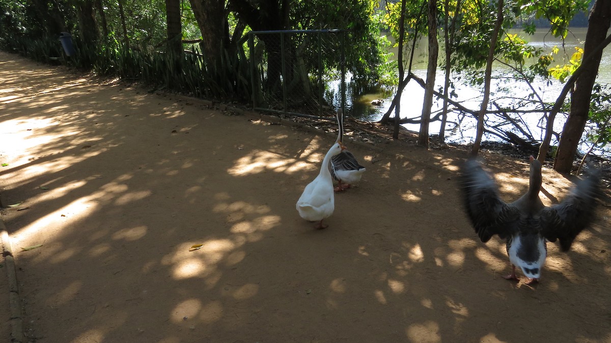 Domestic goose sp. (Domestic type) - ML620889394