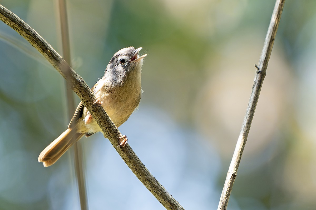 Nepal Fulvetta - ML620889396