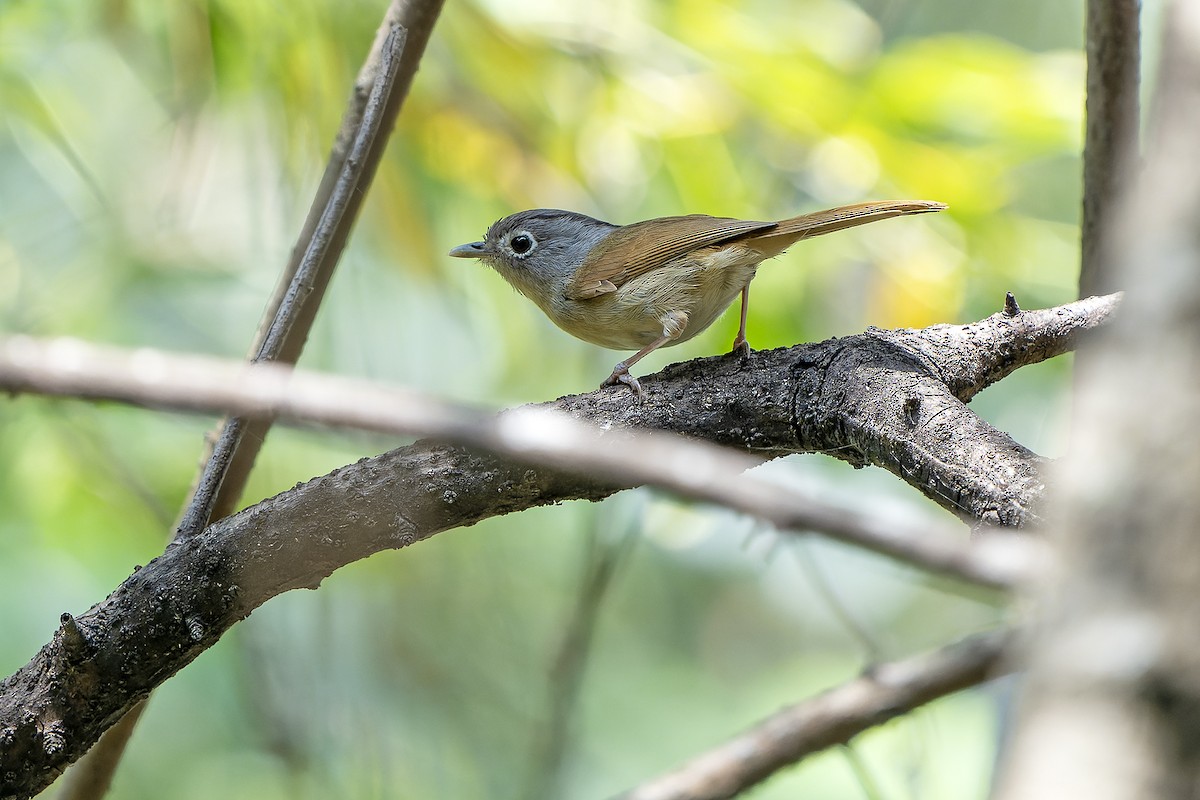 Nepal Fulvetta - ML620889397