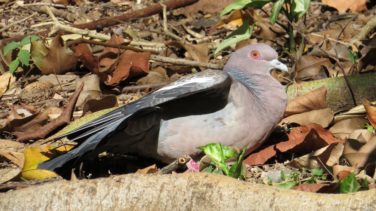 Pigeon picazuro - ML620889398