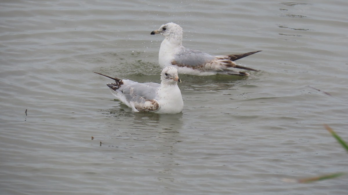 Ring-billed Gull - ML620889403