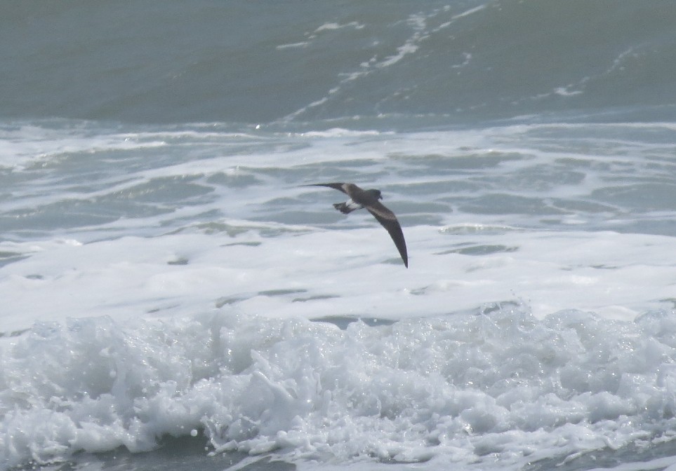 Leach's Storm-Petrel - ML620889405